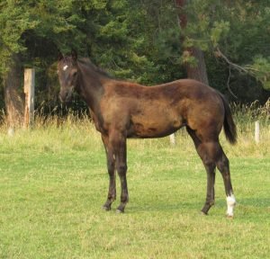 ember